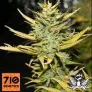 710 Genetics Seeds G13 Hashplant